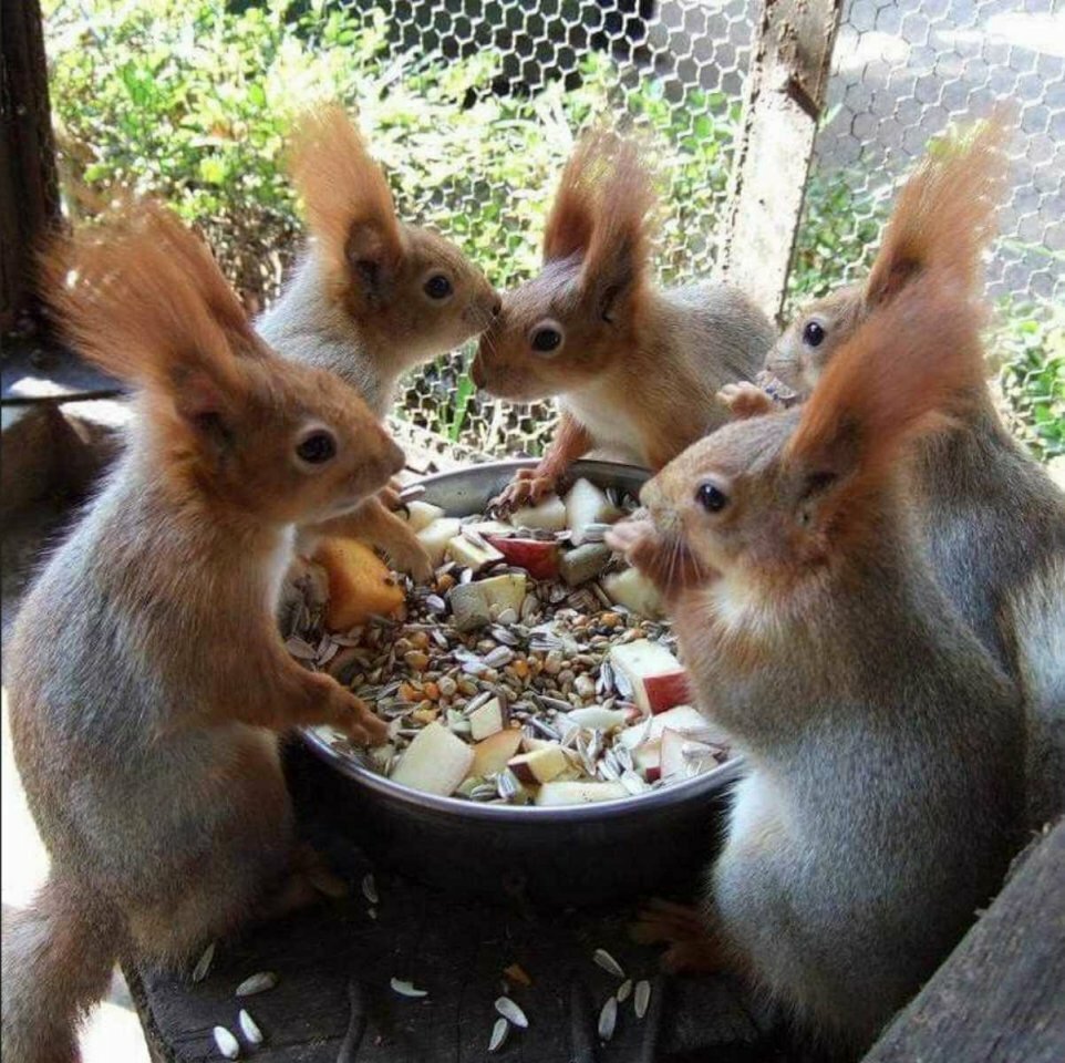 Беличья лапка картинка