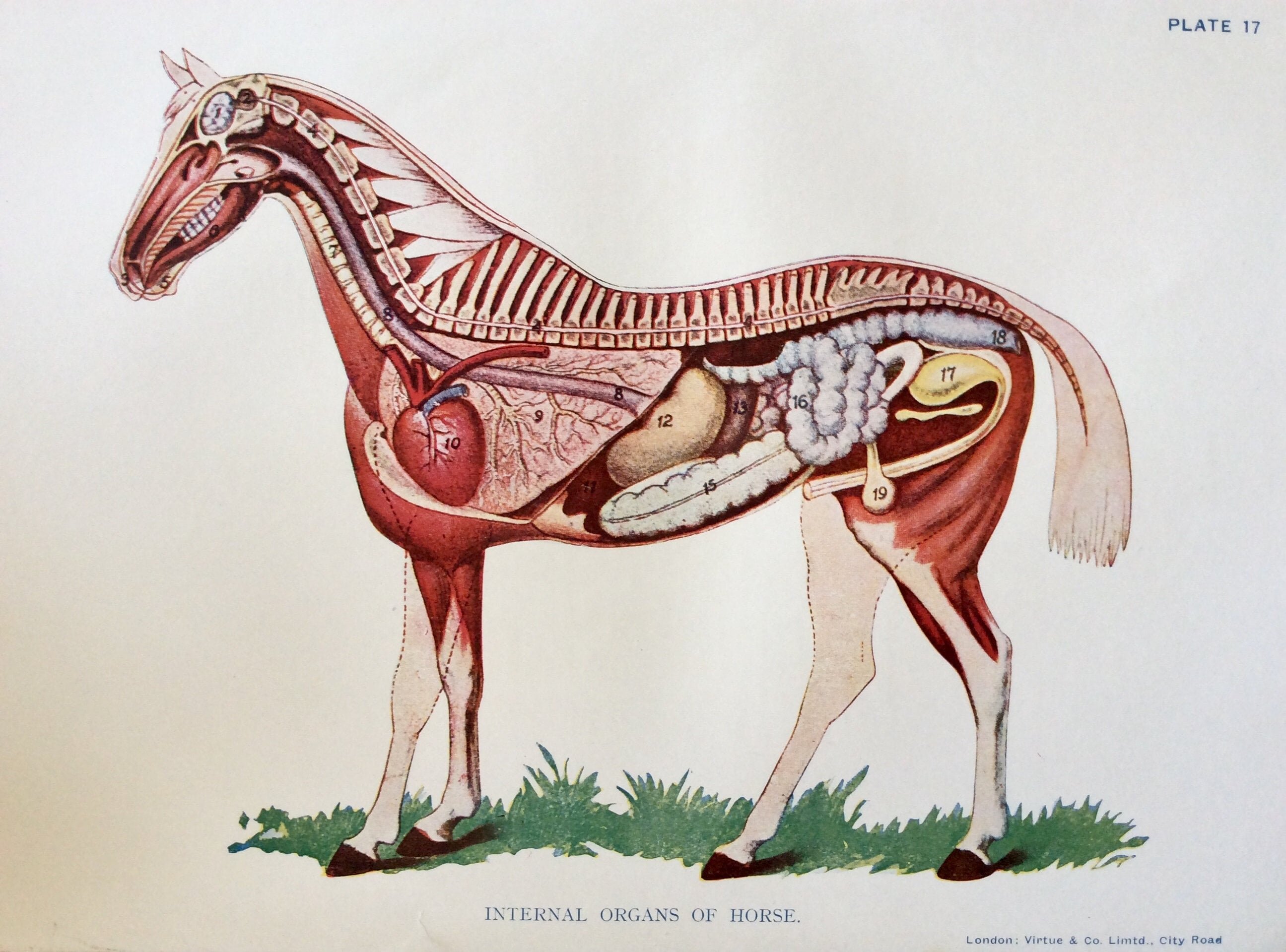 Внутреннее строение органов животных. Анатомия лошади внутренние органы. Анатомия лошади Ветеринария анатомия лошади Ветеринария. Внутреннее строение лошади анатомия. Топография внутренних органов лошади.