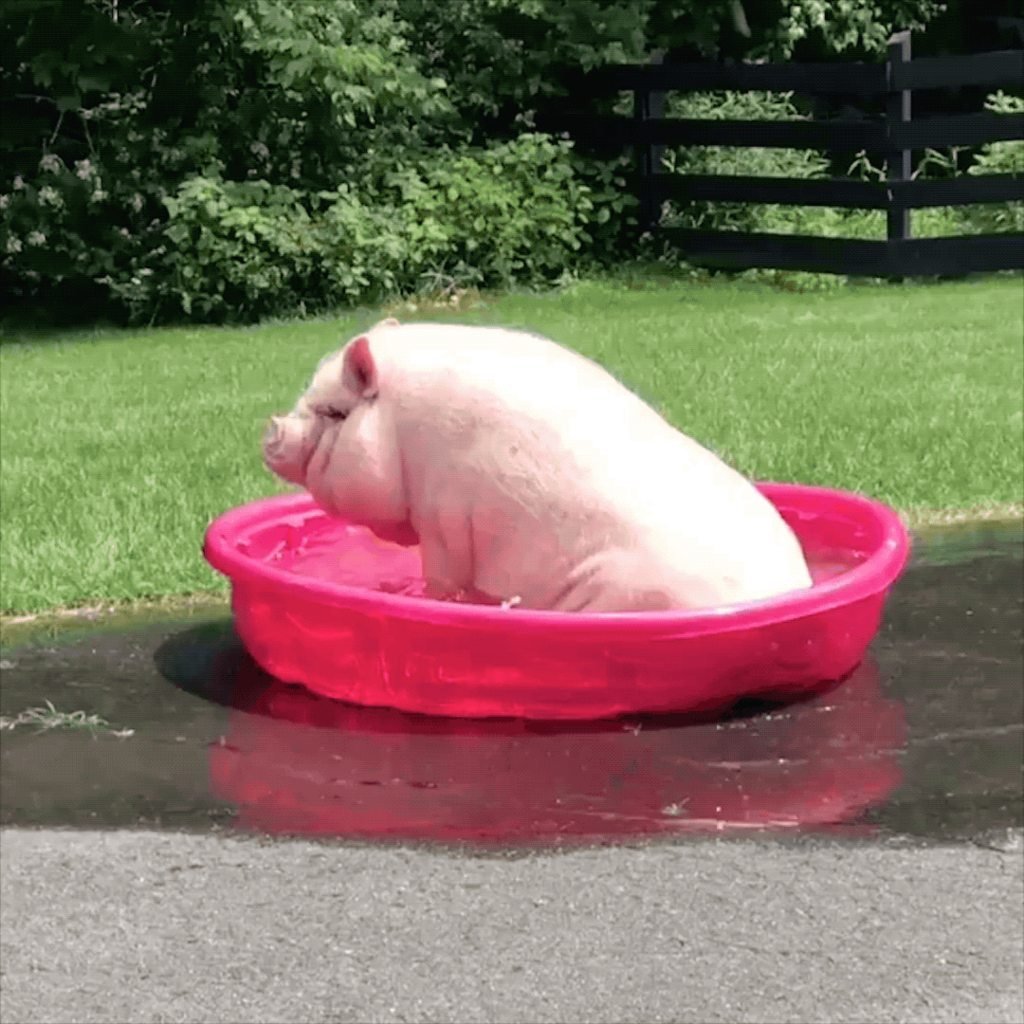 Свинья моется
