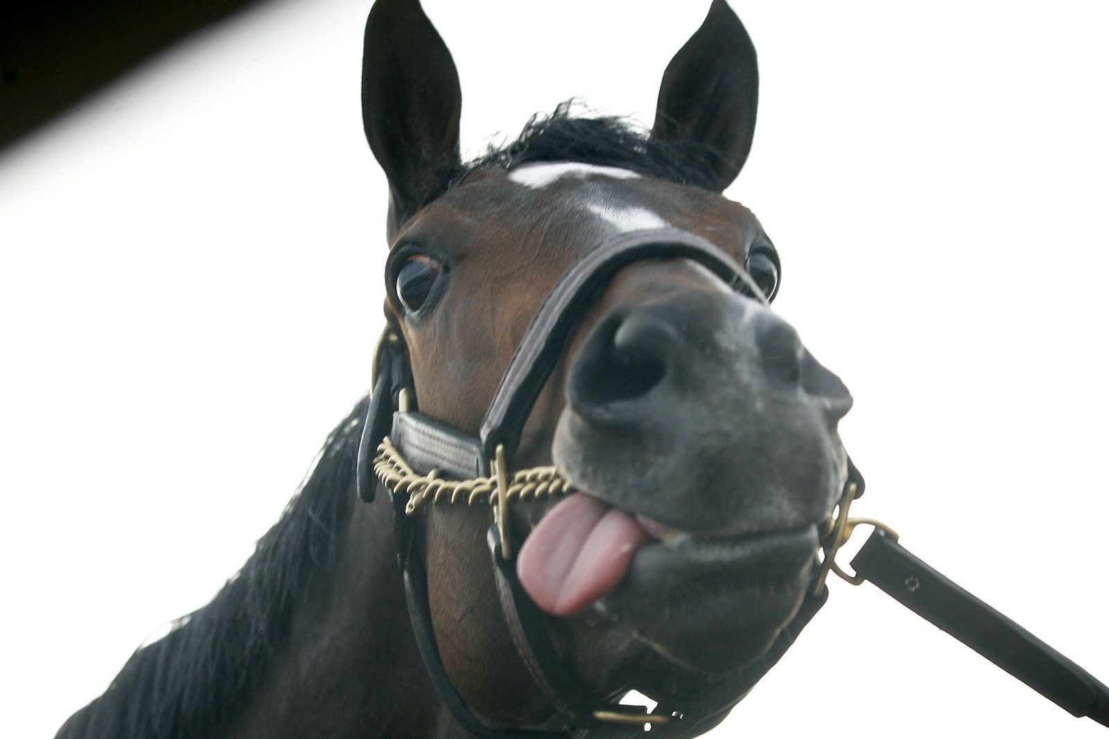 Лошадка язык. Лошадь с высунутым языком. Морда коня смешная. Лошадь показывает язык. Прикольные морды лошадей.