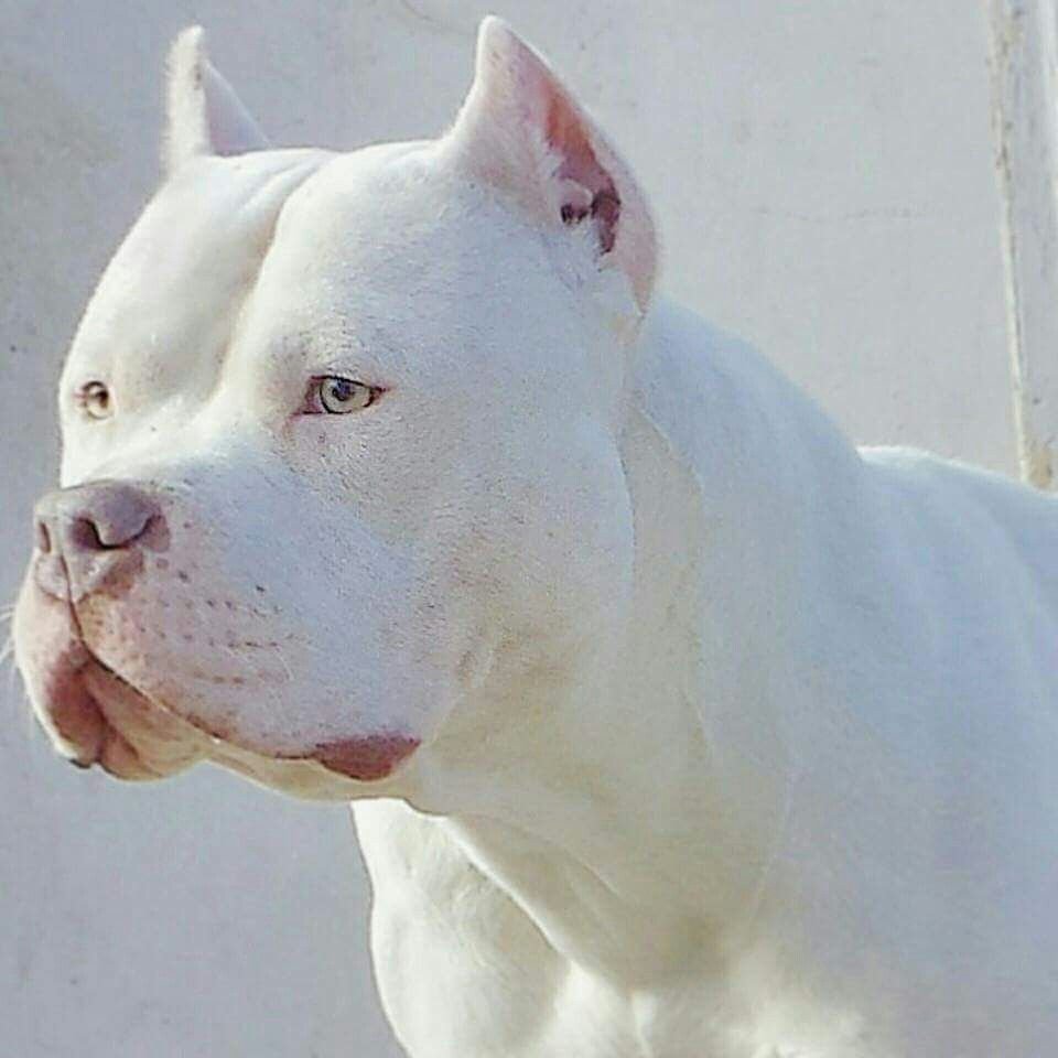 Стаффордширский бандог