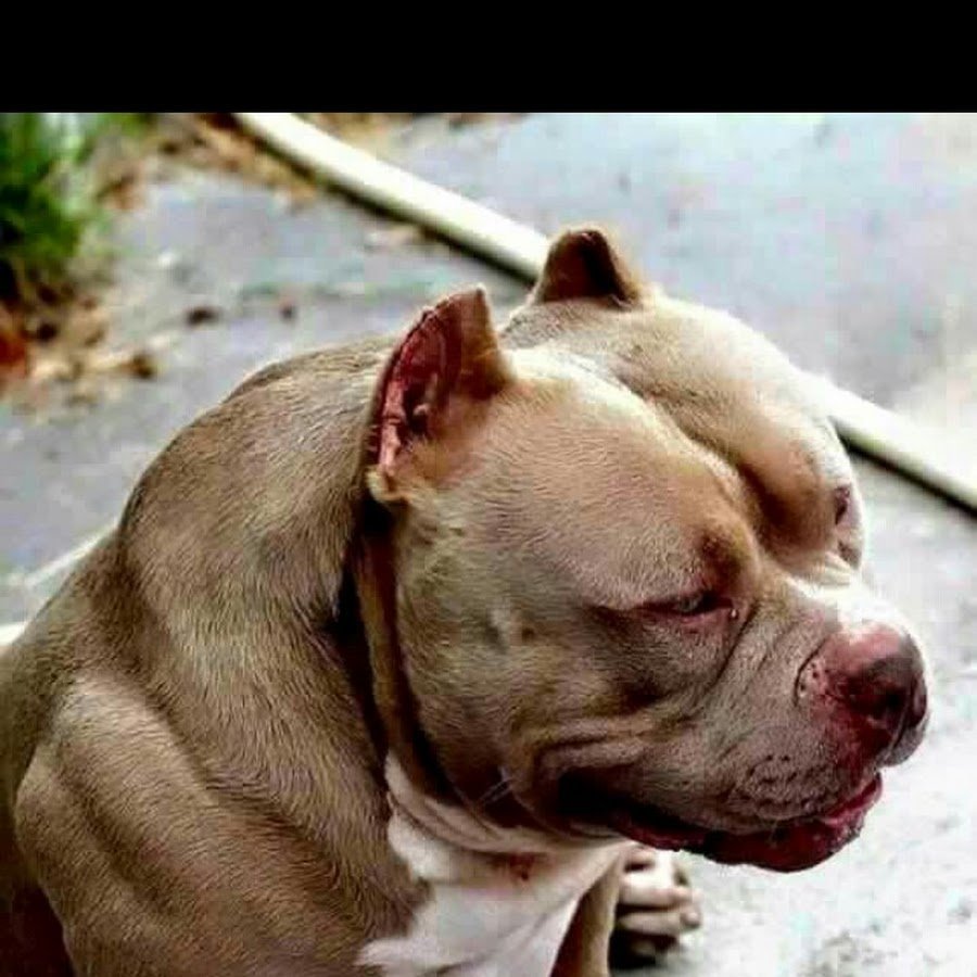 Кошка бенгал характер