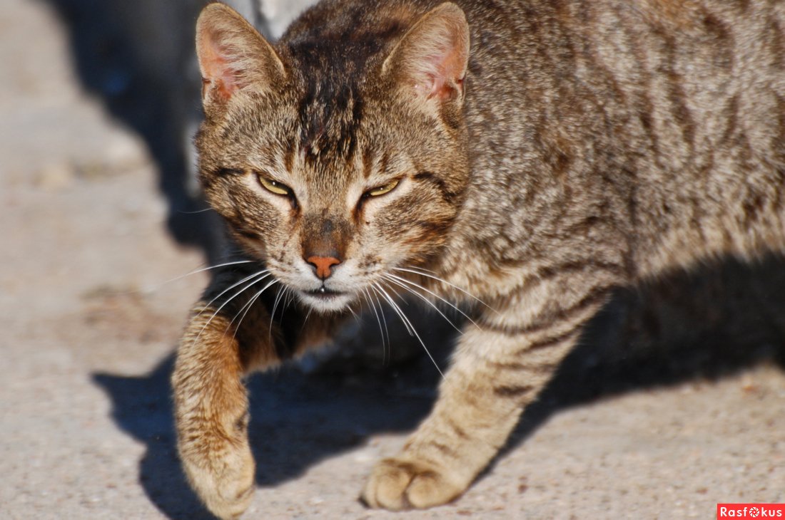 Помойный кот