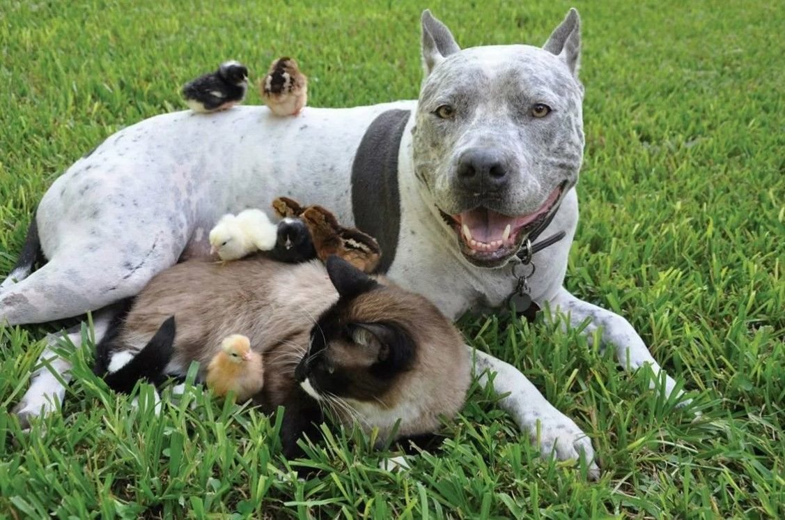 Бойцовские породы кошек