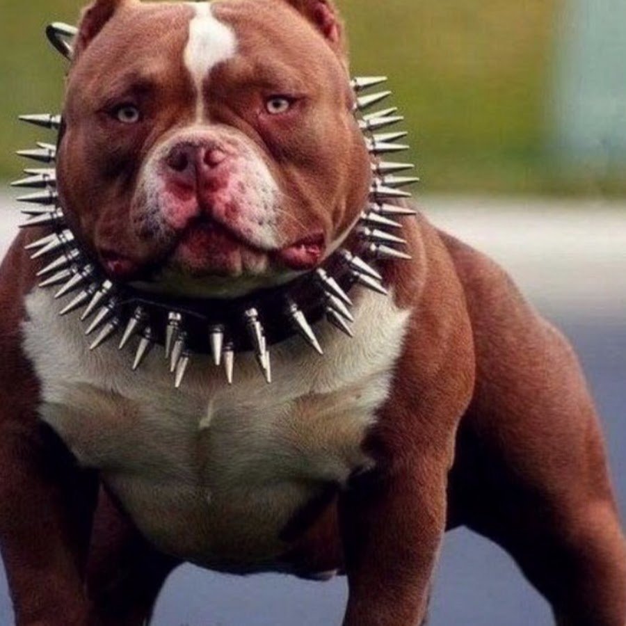 Драка кошки и собаки