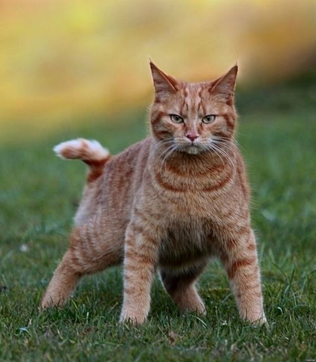 Матерый рыжий кот