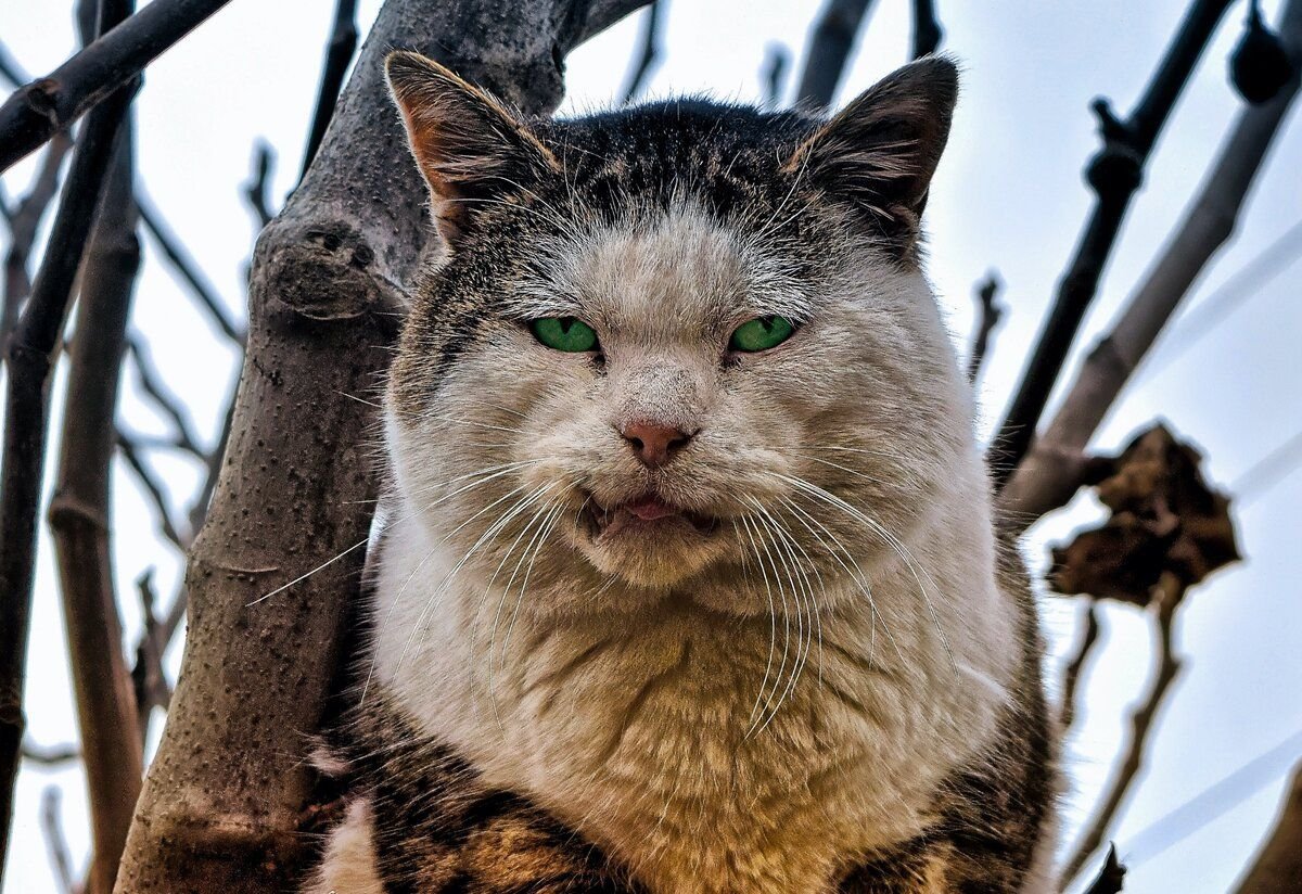 Уличный кот