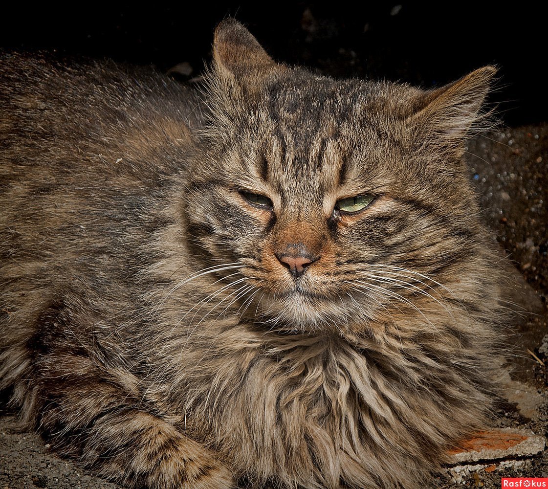 Боевой кот порода