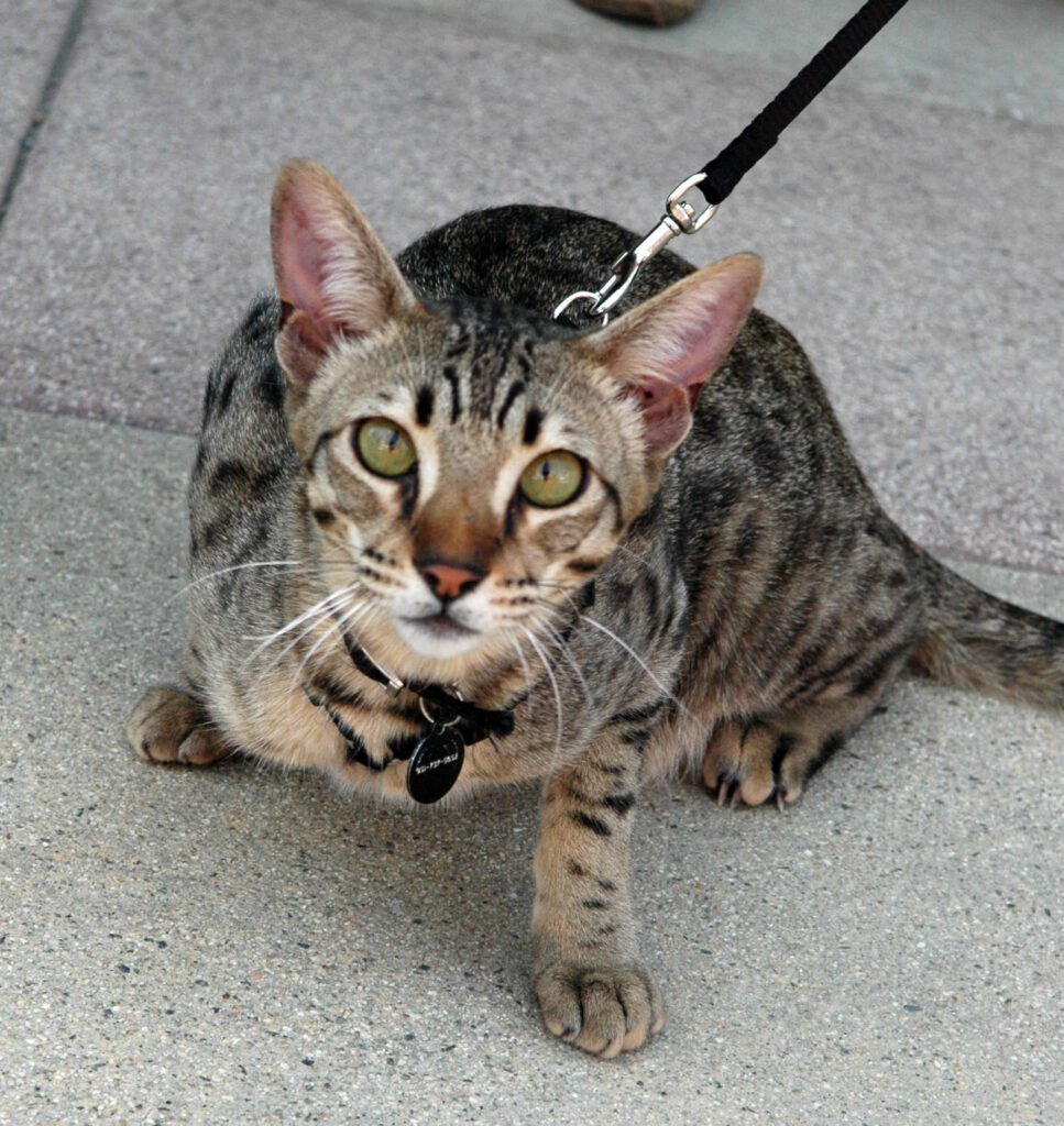 Американский булли злой оскал