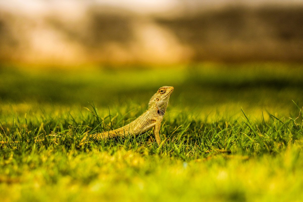 Ящерицы Луга