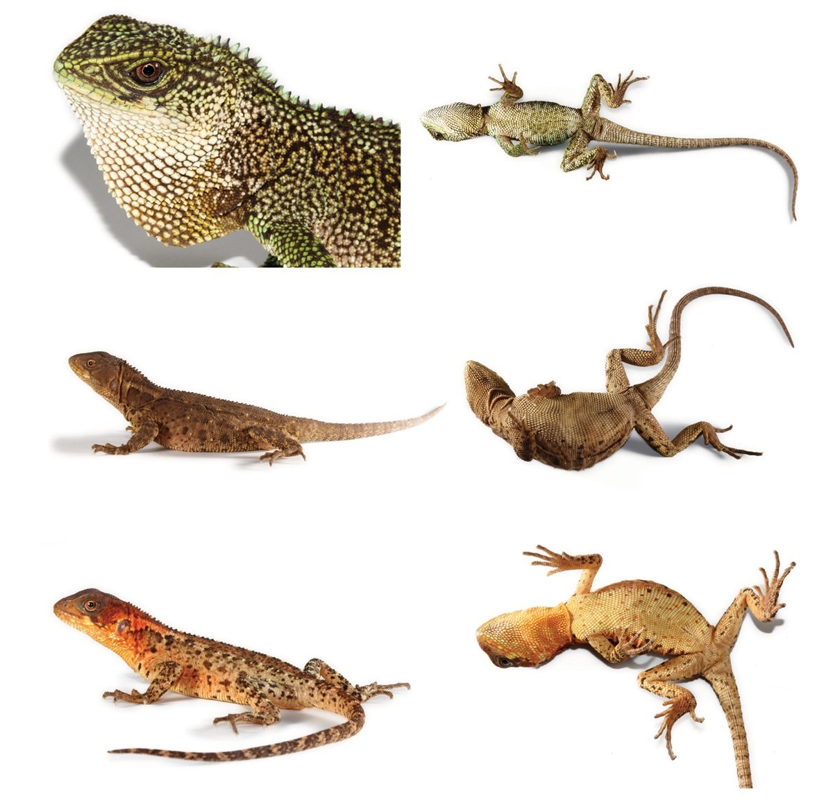 Жабовидная агама