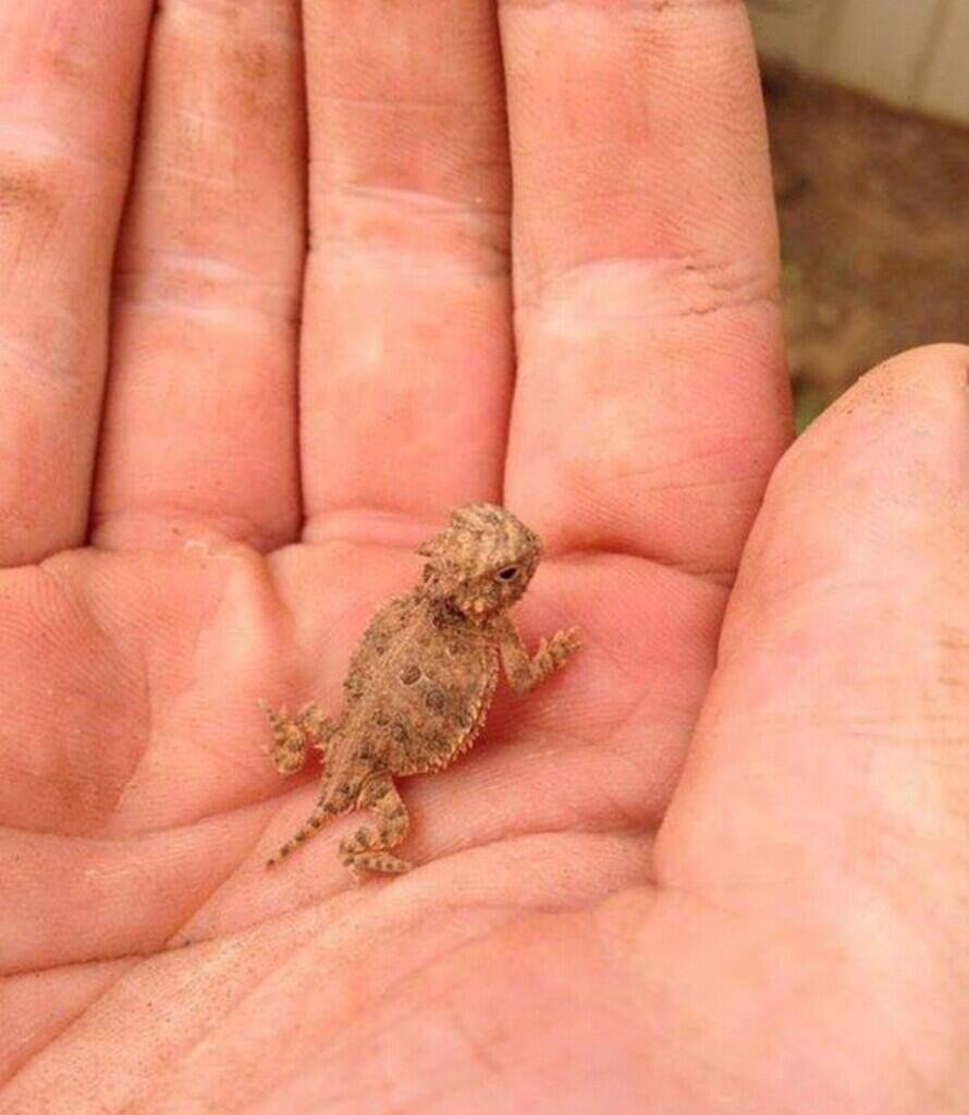 Детеныш ящерицы