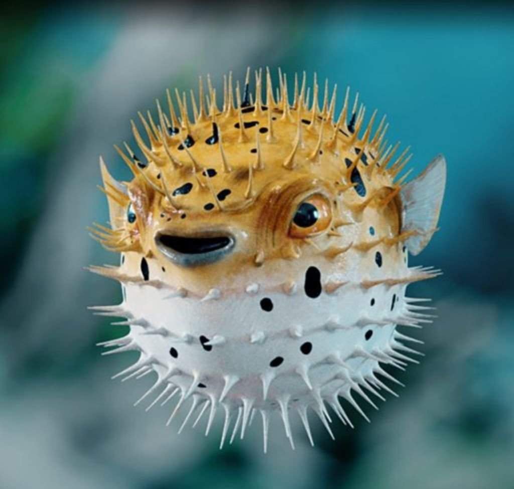 Рыба фугу тетродотоксин