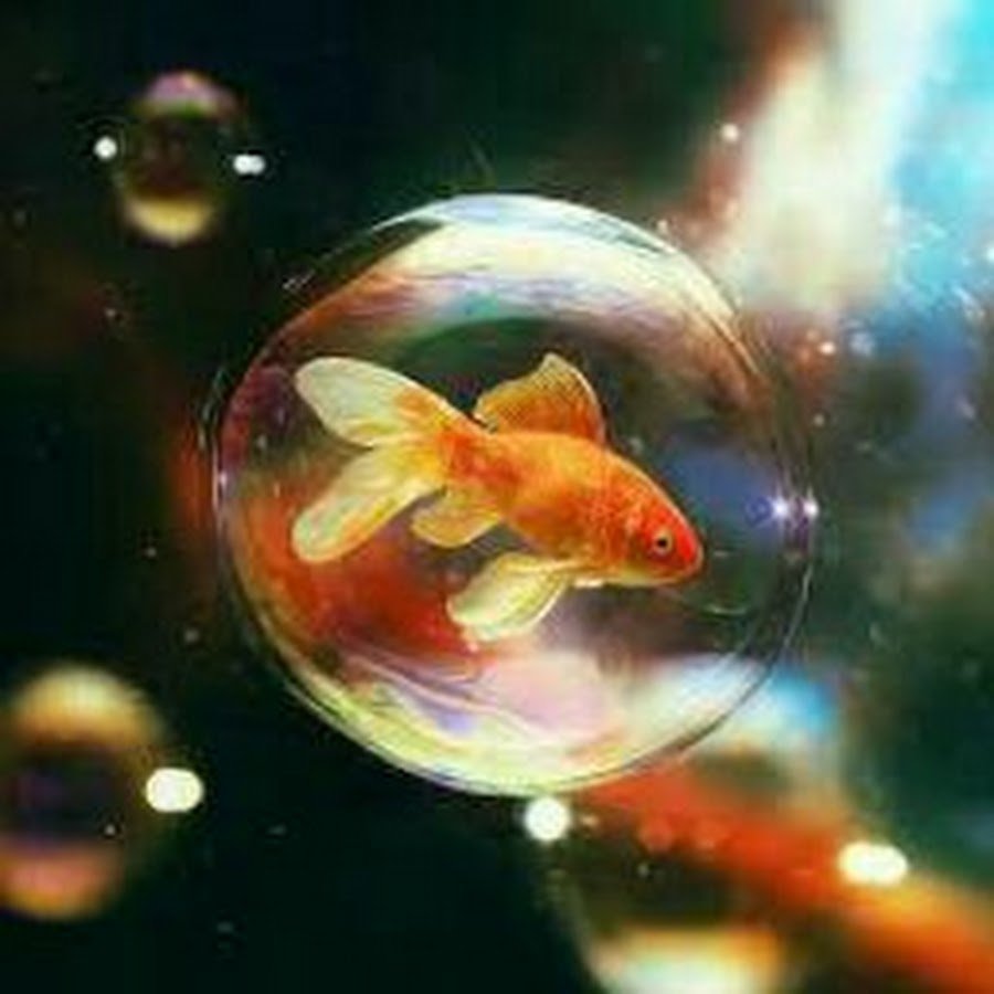 Рыбка пузырь