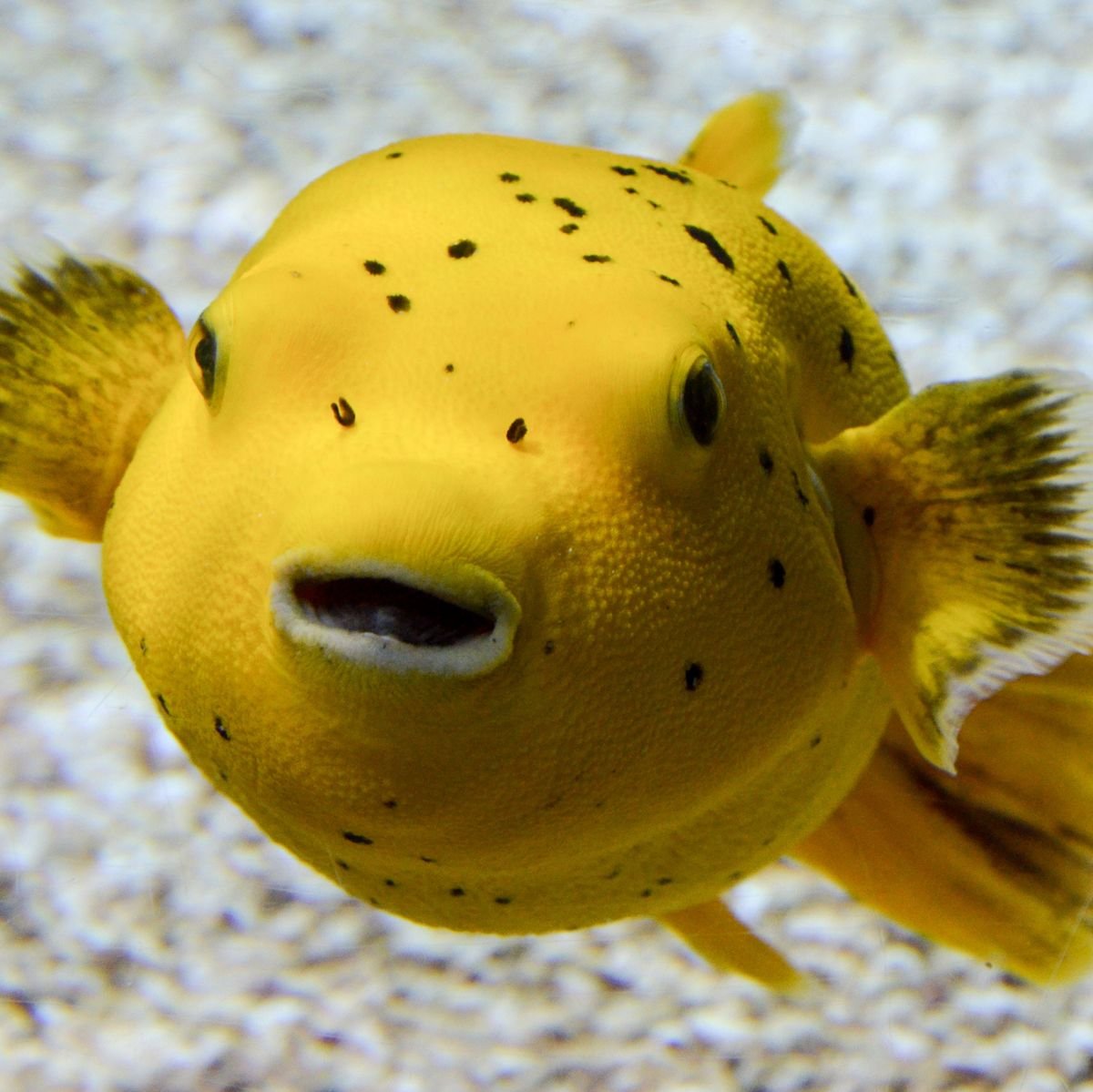 Желтые большие рыбы