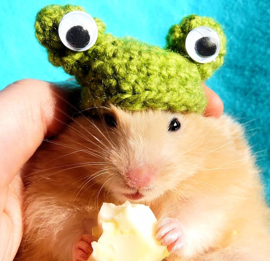 Хомяк в шапочке