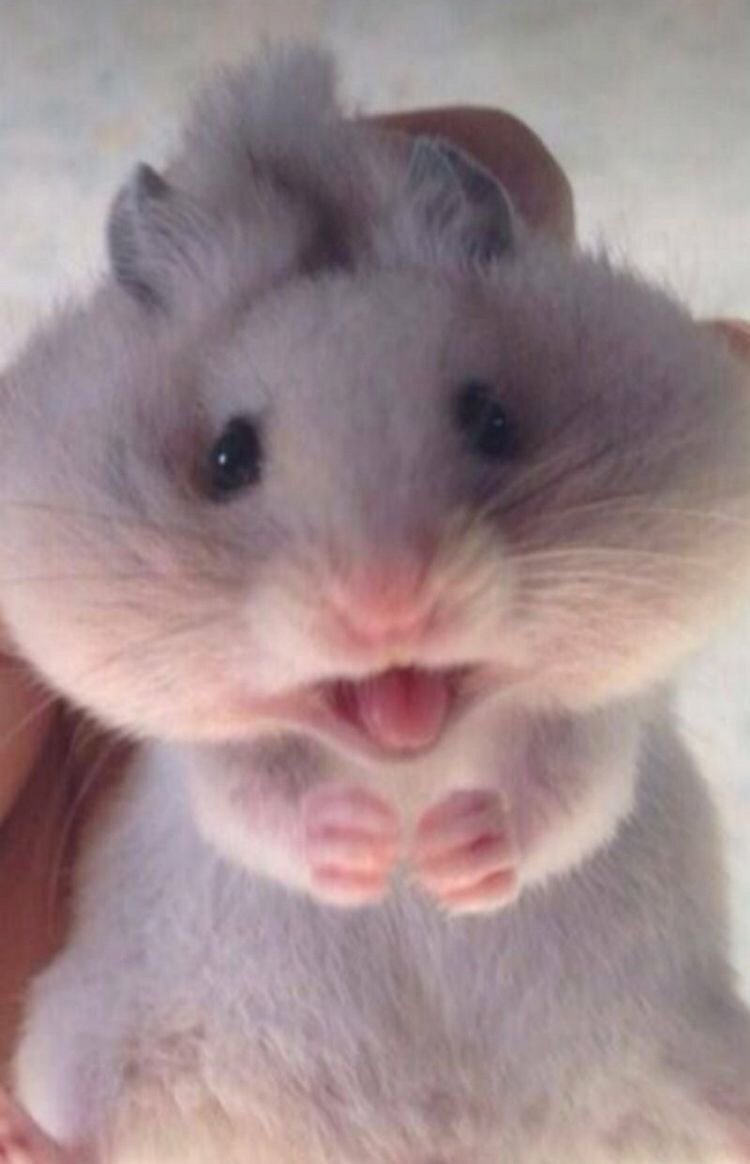 Злой хомячок