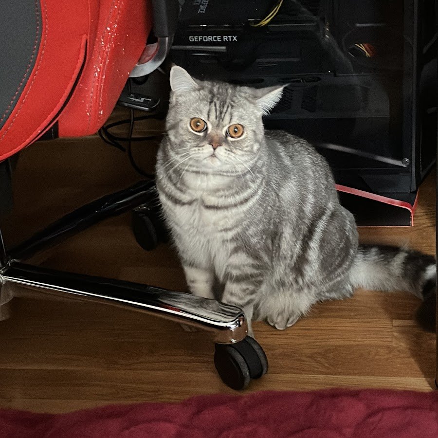 Хомяк джунгарский