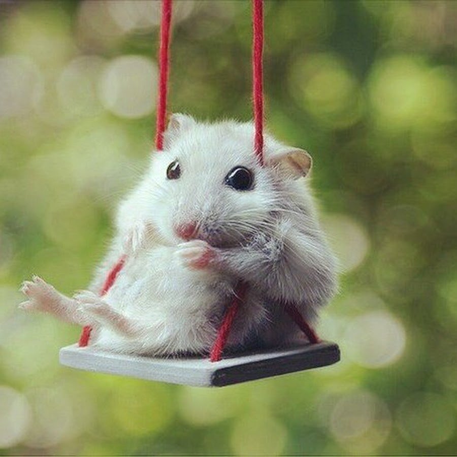 Хомяк на веревке