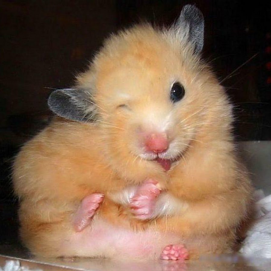 Хомяк подмигивает