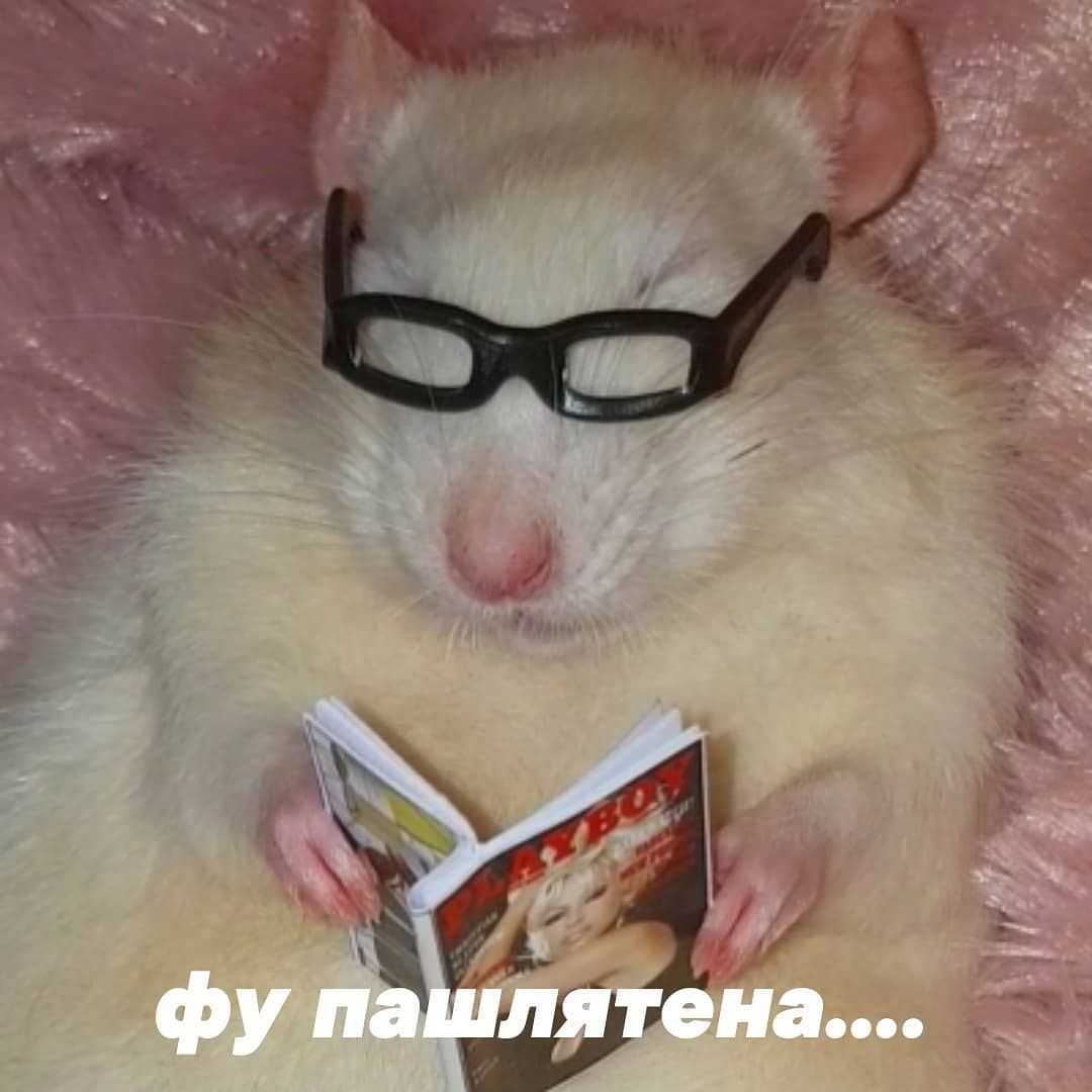 Крыса с очками