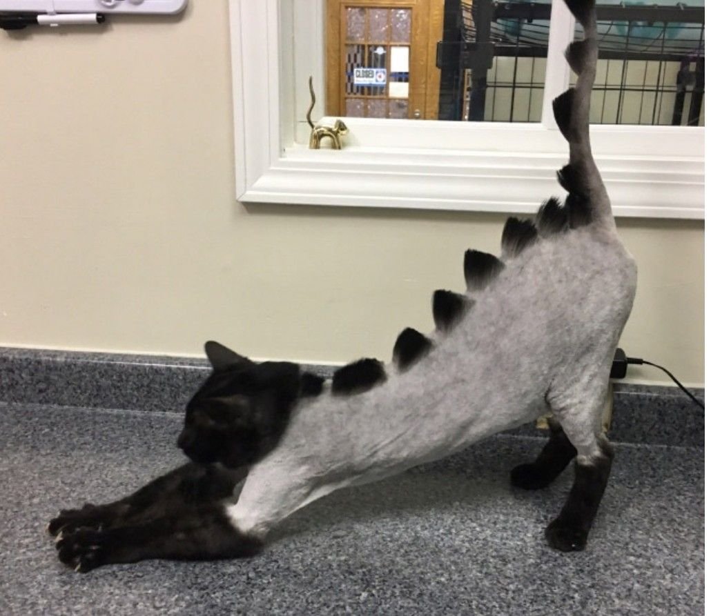 Необычные кошки