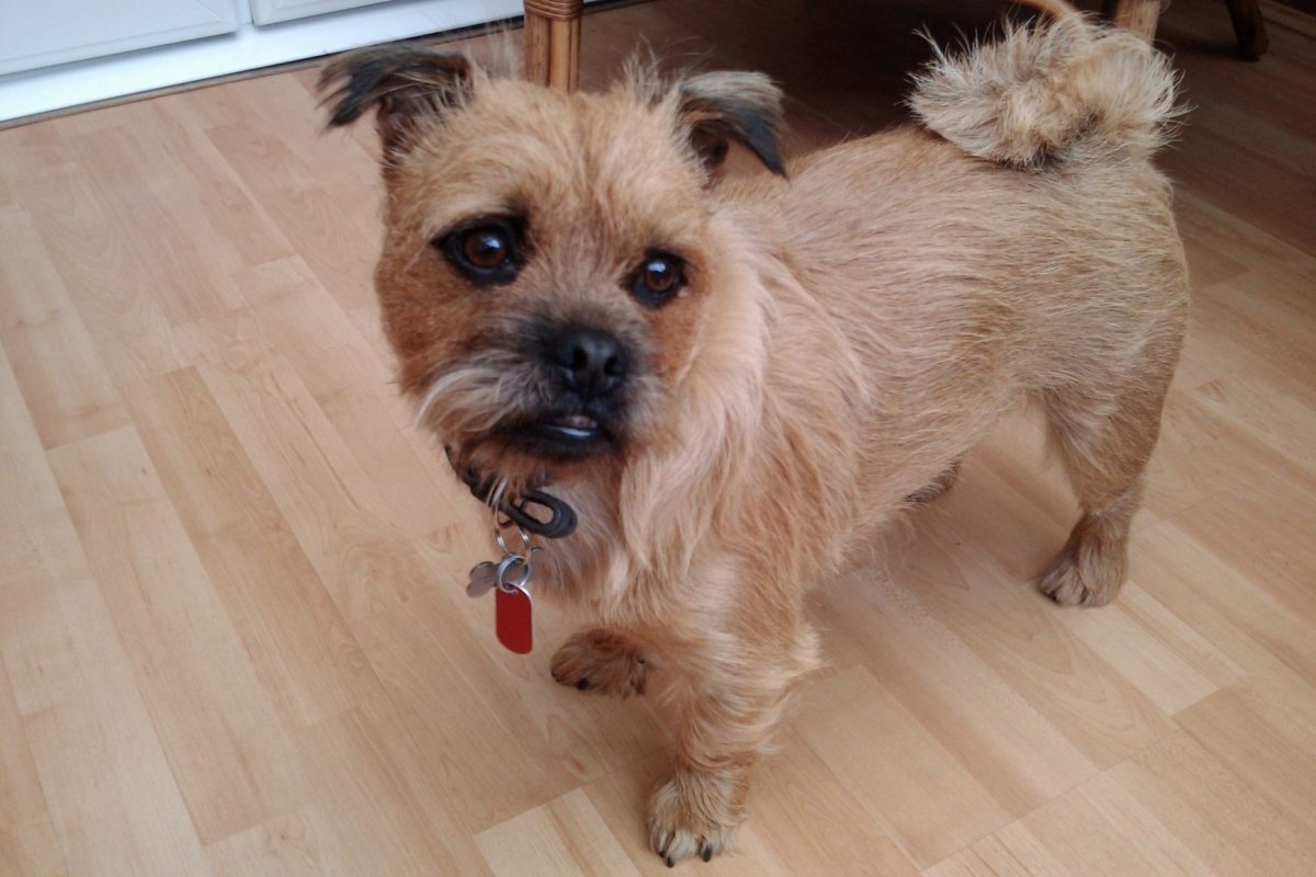 Йоркширский Мопс