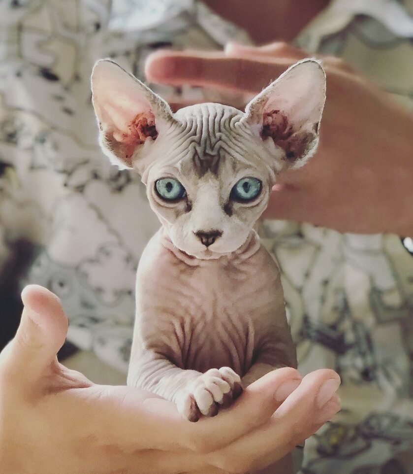 Сфинкс порода кошек котята