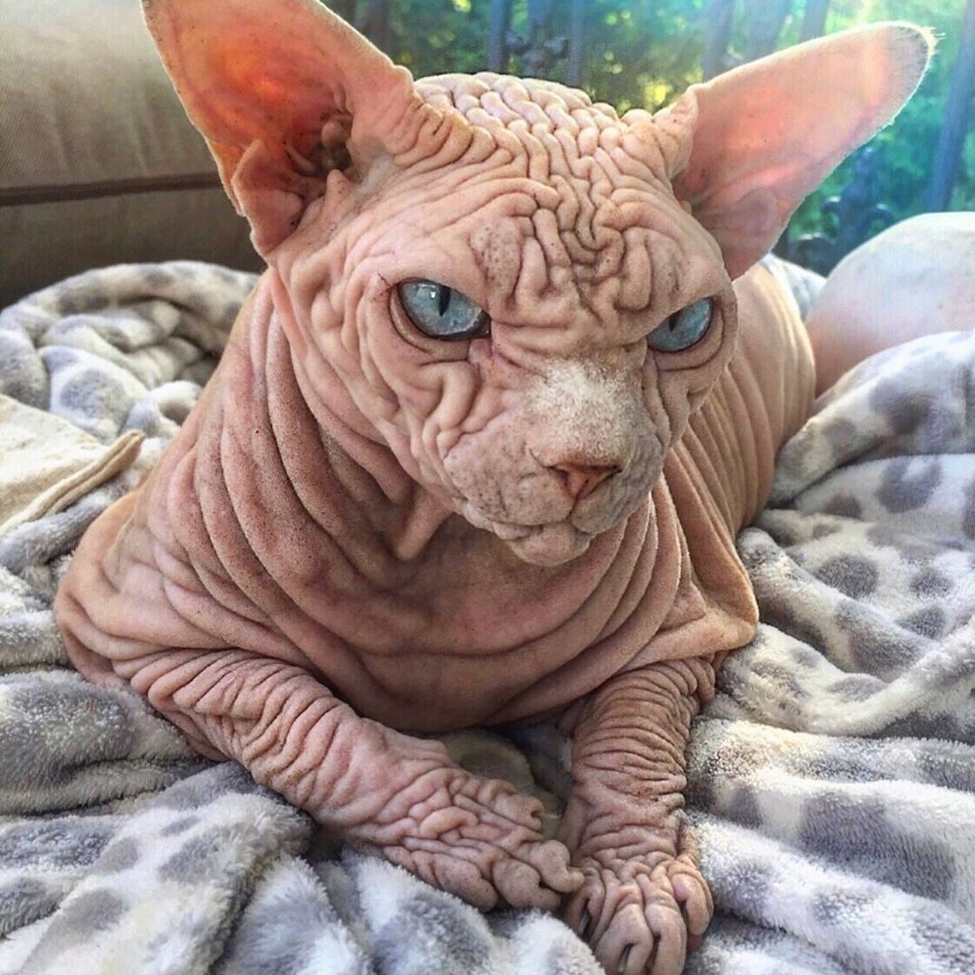 Кохона сфинкс