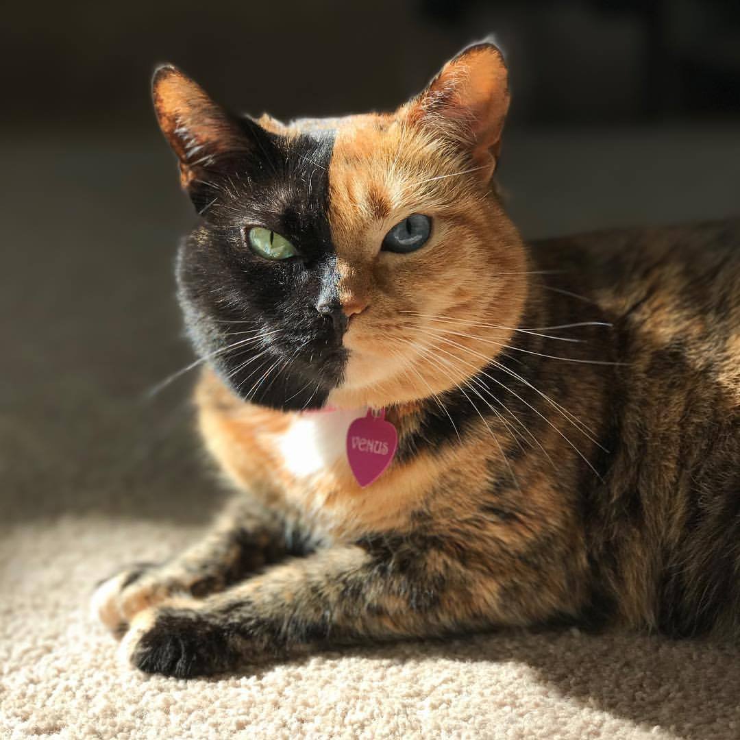 Необычные стрижки котов