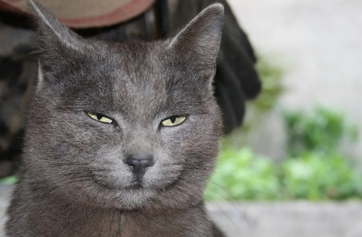 Кот с прищуром