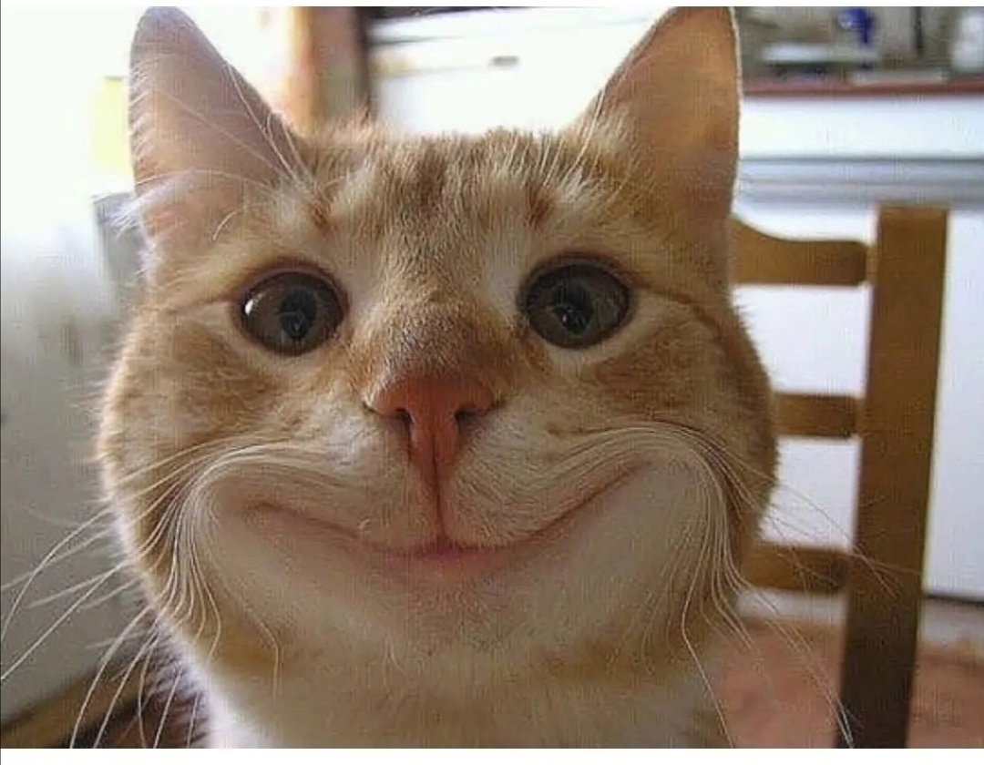 Довольная рожа