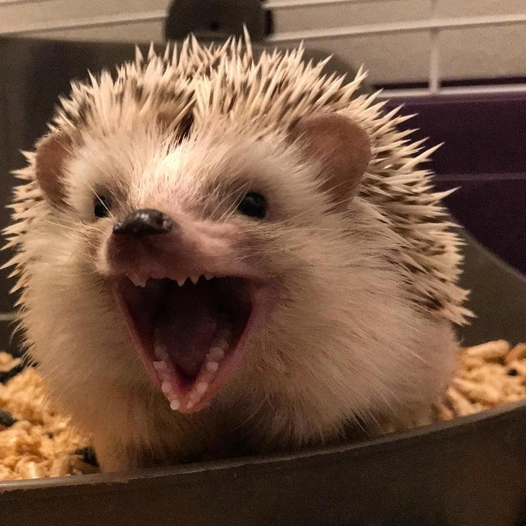 Вибриссы у Мейн кунов