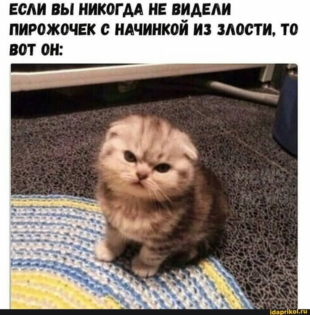 Кот вредина