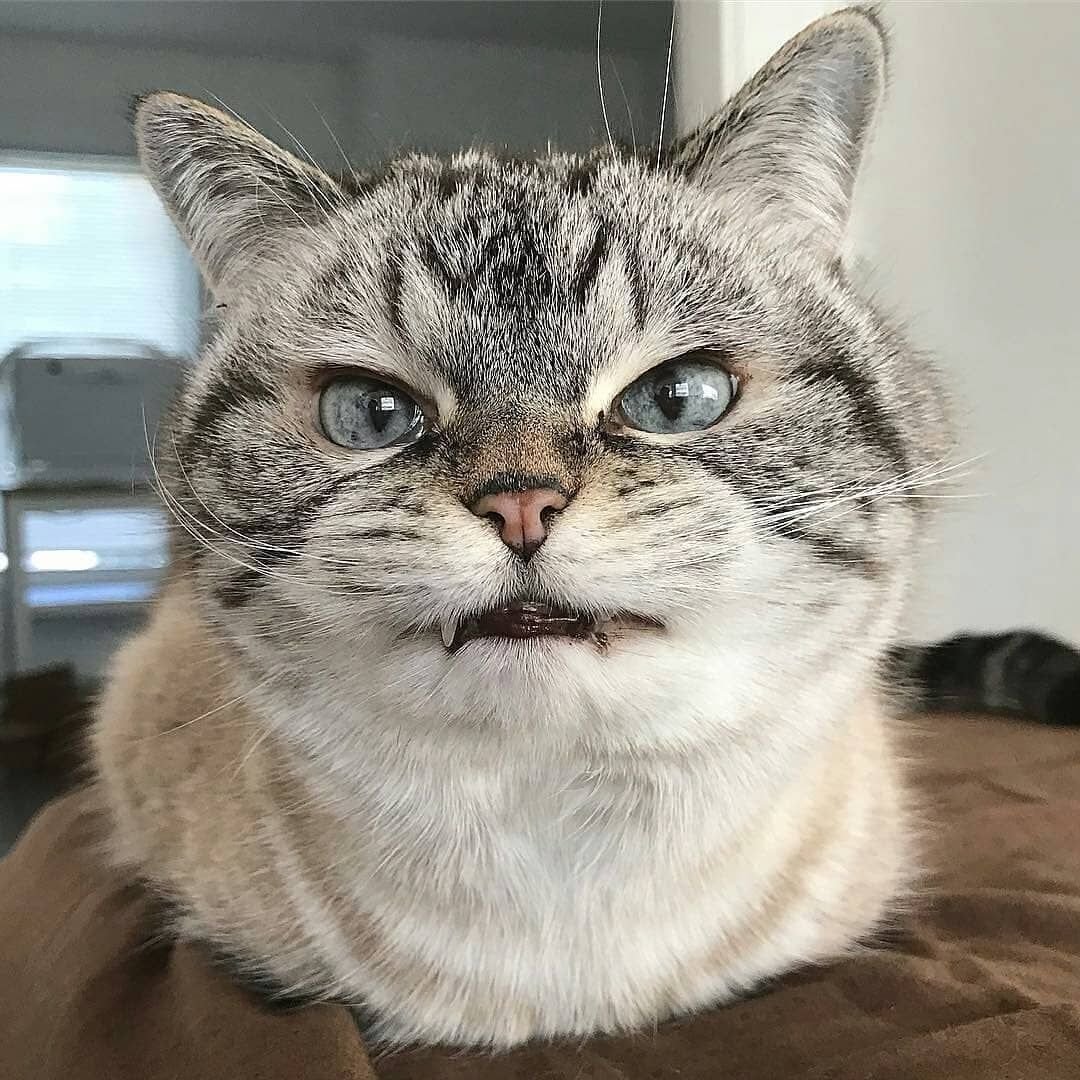 Злой кот с бровями