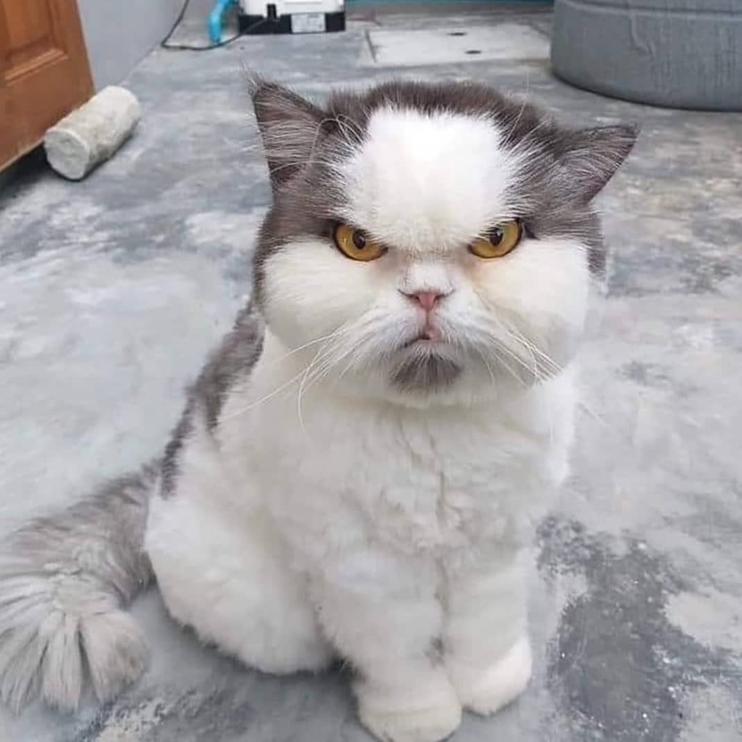 Хитрый кот улыбается