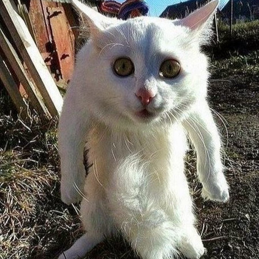 Животное гопник