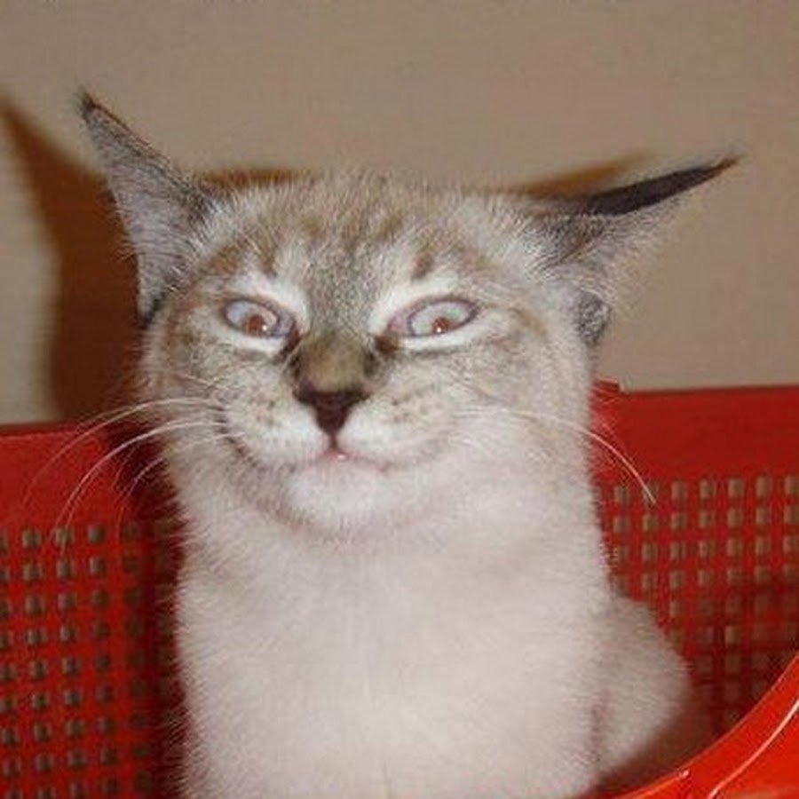 Кот показывает язык