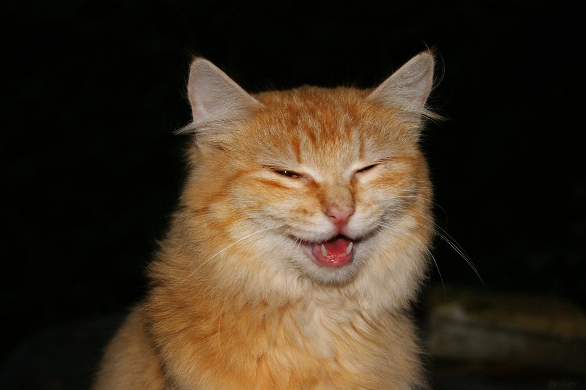 Котенок not hehe