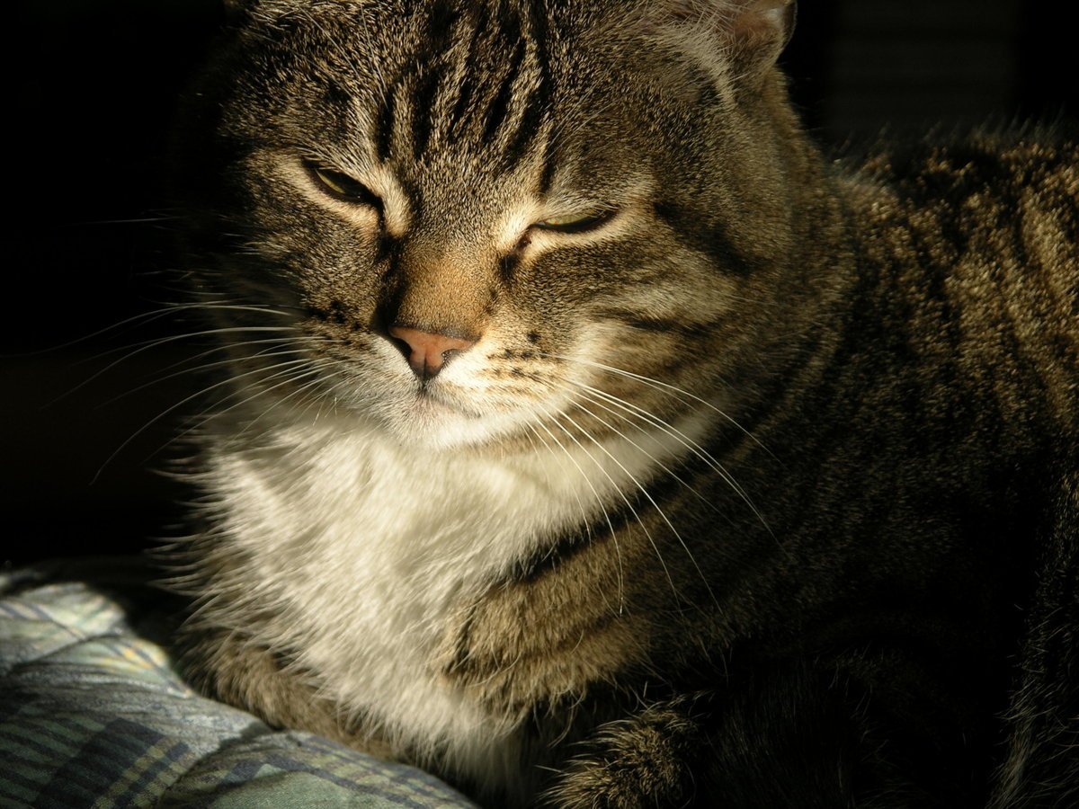 Ехидный кот