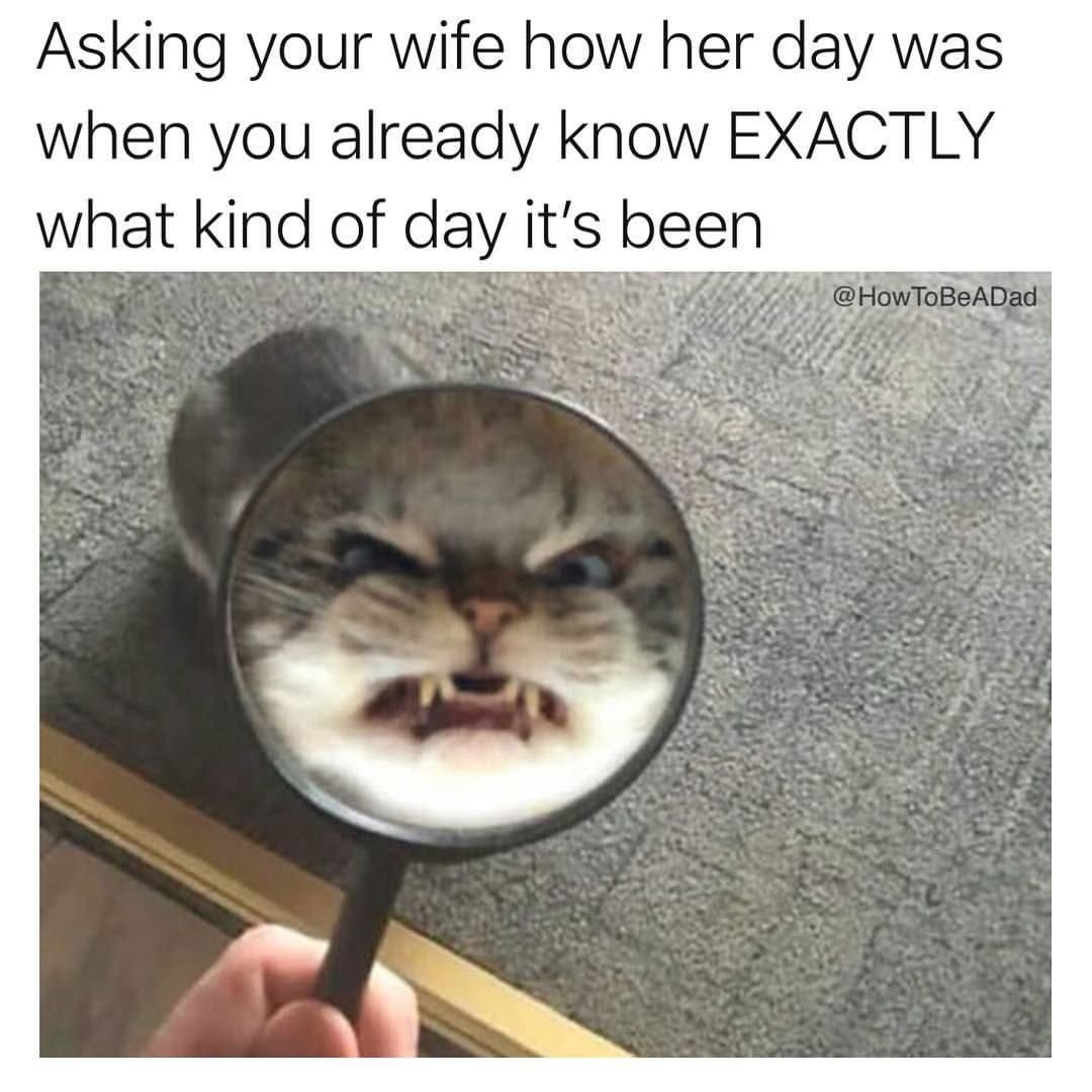 Пикчи с котами