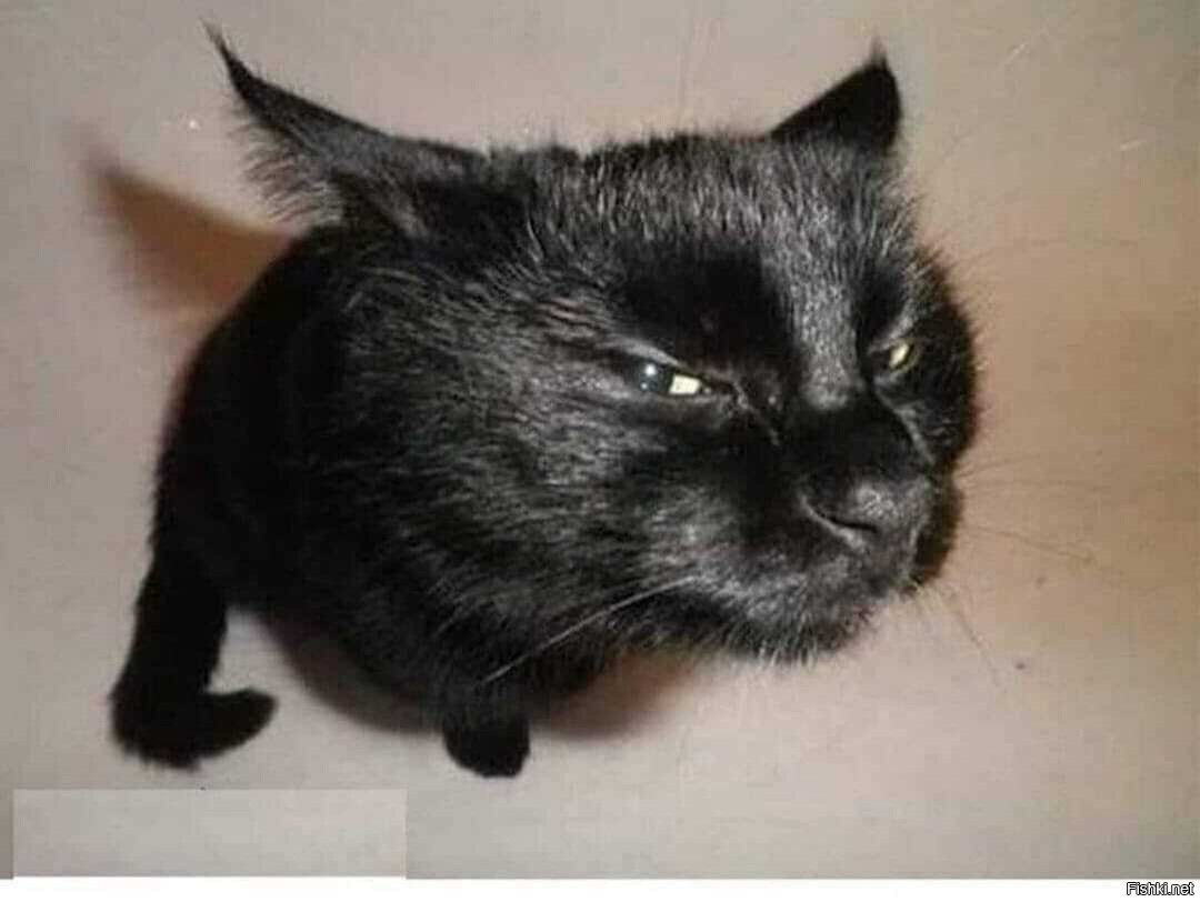 Заяц кричит