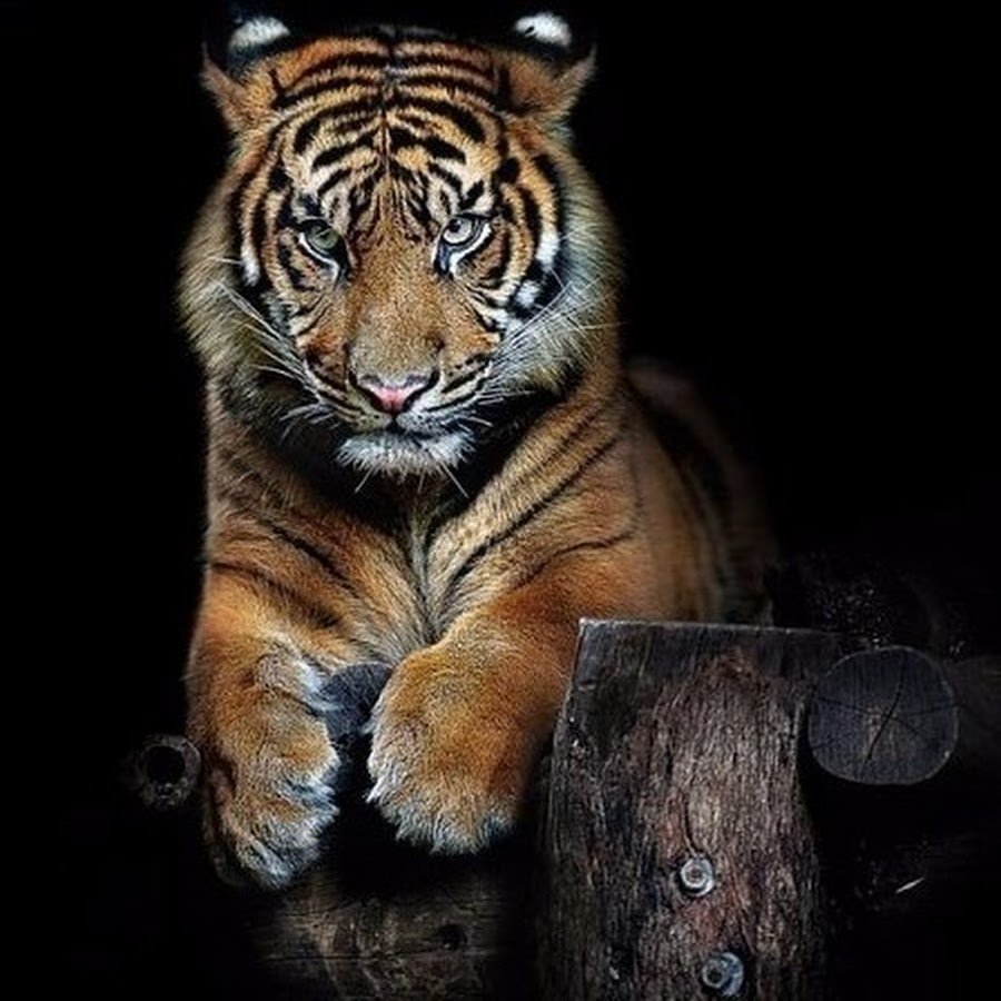 Самый красивый тигр в мире - 71 фото