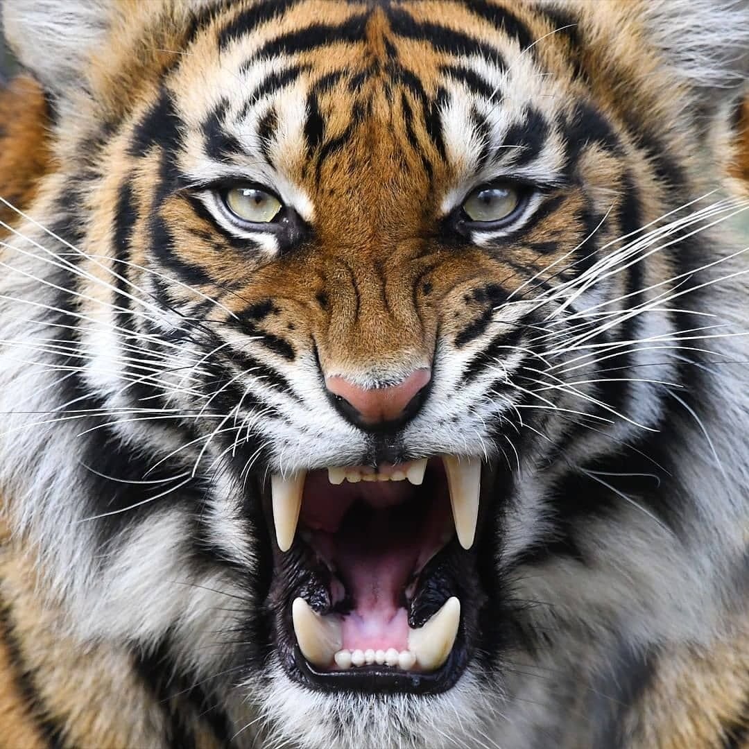 Пробуждение тигра