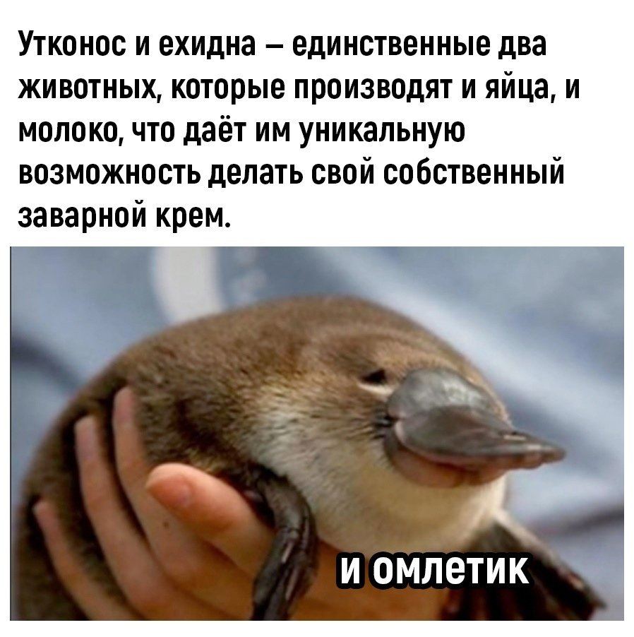 Кот смеётся гиф