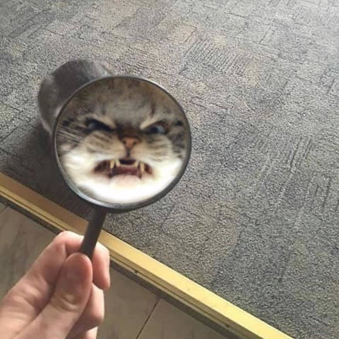 Кошка с ухмылкой