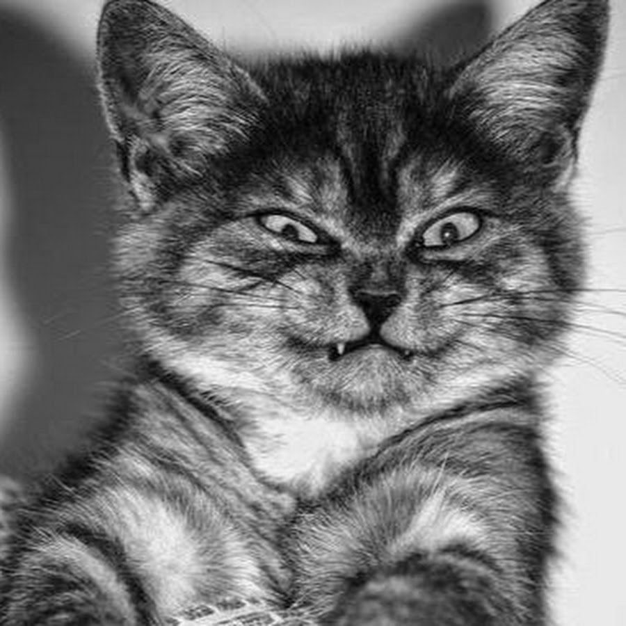 Недовольный кот