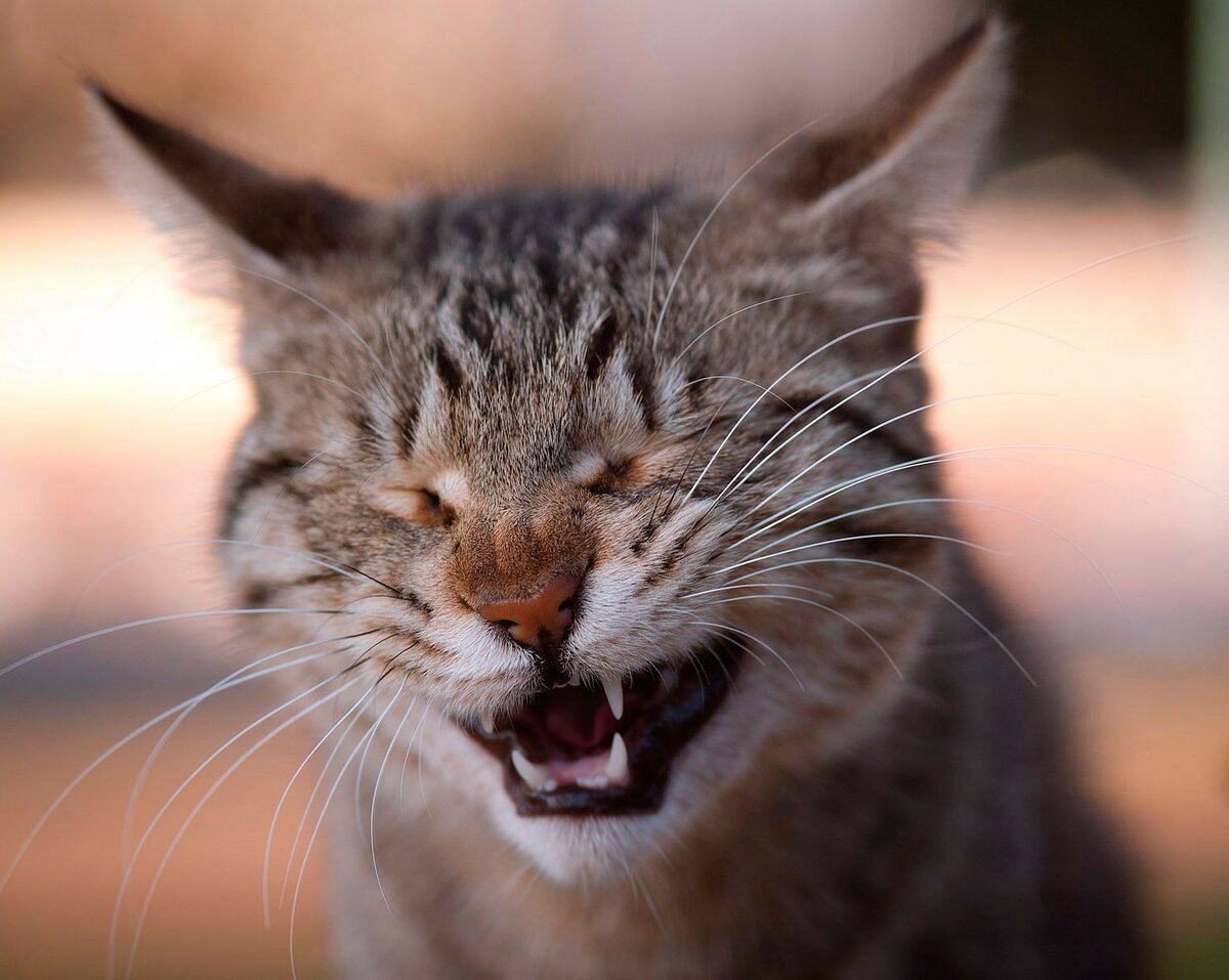 Пирожочек с начинкой злости