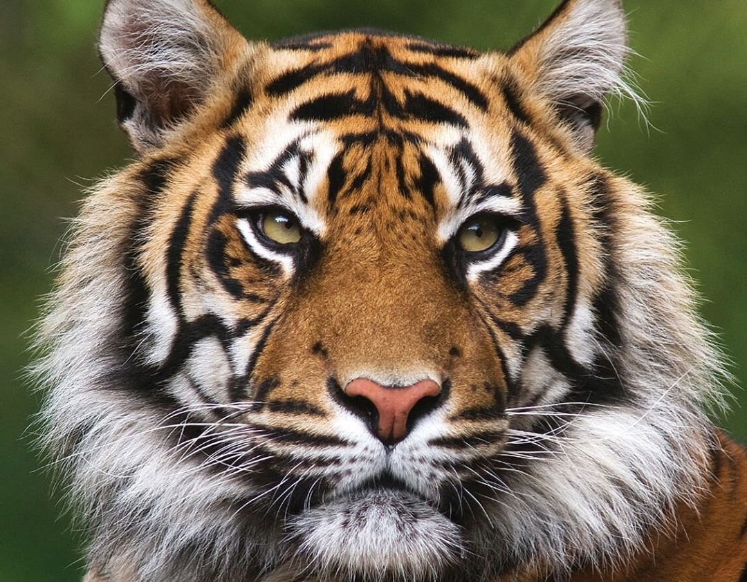 Молодые тигры