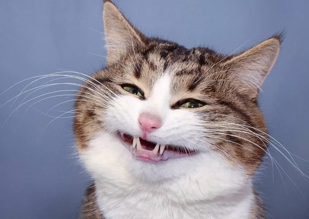 Злая милая кошка